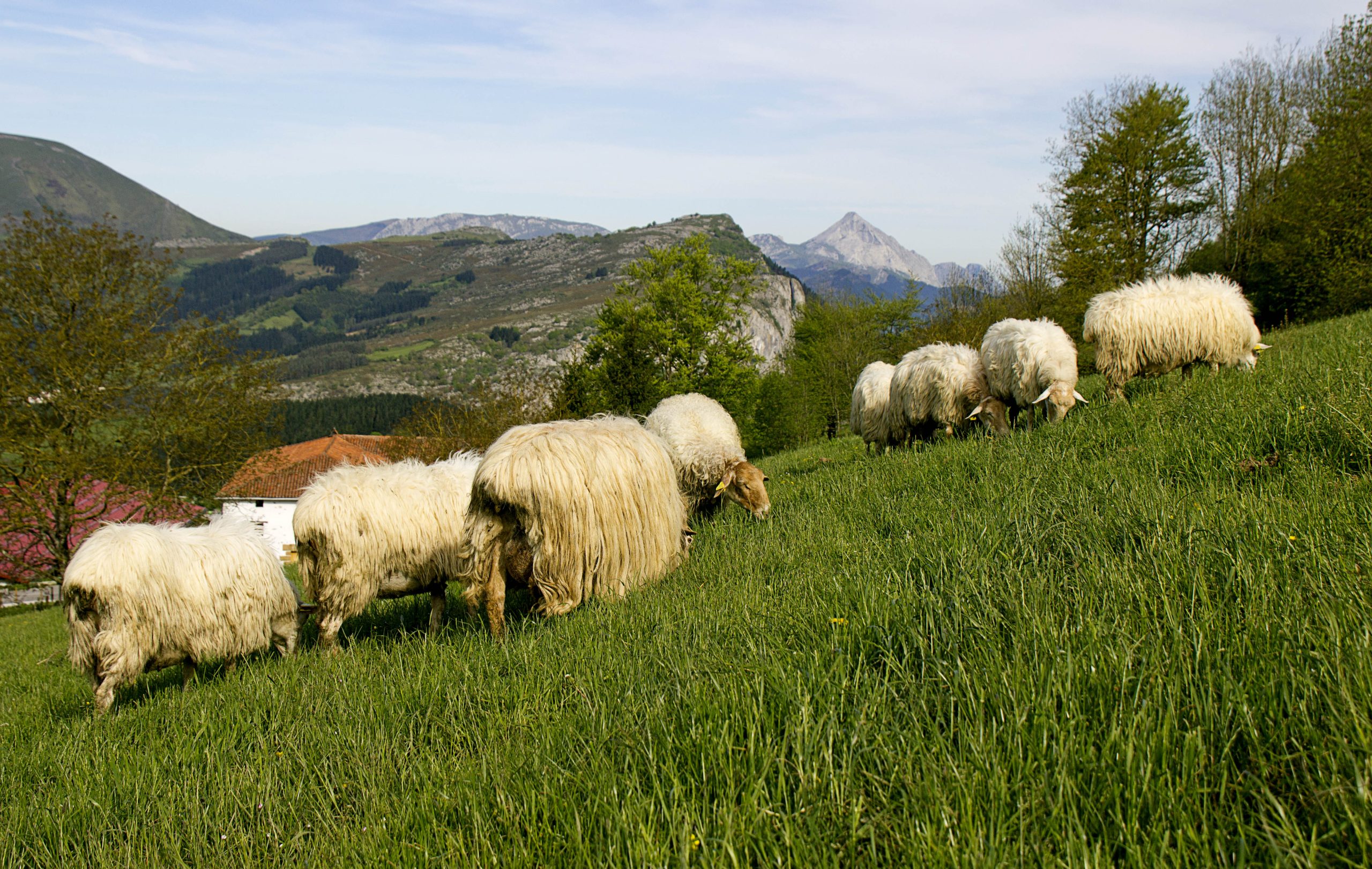 Gomiztegi – Revitalizando el viejo oficio de pastores y pastoras